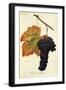 Rouge Du Valais Grape-A. Kreyder-Framed Giclee Print