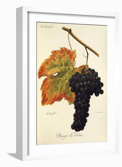 Rouge Du Valais Grape-A. Kreyder-Framed Giclee Print