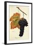 Rouge Du Valais Grape-A. Kreyder-Framed Giclee Print