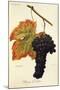 Rouge Du Valais Grape-A. Kreyder-Mounted Giclee Print