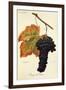 Rouge Du Valais Grape-A. Kreyder-Framed Giclee Print