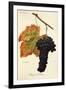 Rouge Du Valais Grape-A. Kreyder-Framed Giclee Print