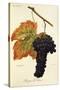 Rouge Du Valais Grape-A. Kreyder-Stretched Canvas