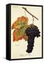 Rouge Du Valais Grape-A. Kreyder-Framed Stretched Canvas