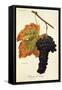 Rouge Du Valais Grape-A. Kreyder-Framed Stretched Canvas