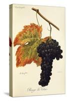 Rouge Du Valais Grape-A. Kreyder-Stretched Canvas