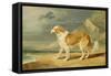 Rough-Coated Collie, 1809 (Oil on Board)-James Ward-Framed Stretched Canvas