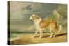 Rough-Coated Collie, 1809 (Oil on Board)-James Ward-Stretched Canvas