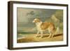 Rough-Coated Collie, 1809 (Oil on Board)-James Ward-Framed Giclee Print