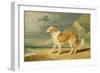 Rough-Coated Collie, 1809 (Oil on Board)-James Ward-Framed Giclee Print