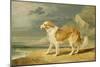 Rough-Coated Collie, 1809 (Oil on Board)-James Ward-Mounted Giclee Print