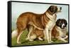 Rough Coated St. Bernards-Vero Shaw-Framed Stretched Canvas