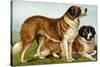 Rough Coated St. Bernards-Vero Shaw-Stretched Canvas