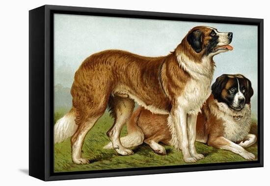 Rough Coated St. Bernards-Vero Shaw-Framed Stretched Canvas