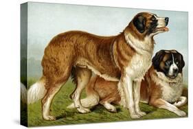 Rough Coated St. Bernards-Vero Shaw-Stretched Canvas