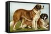 Rough Coated St. Bernards-Vero Shaw-Framed Stretched Canvas