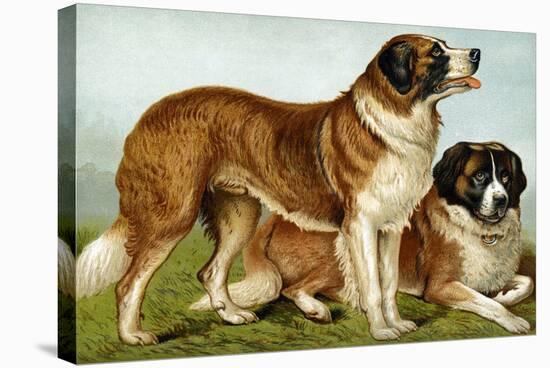 Rough Coated St. Bernards-Vero Shaw-Stretched Canvas