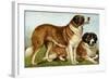 Rough Coated St. Bernards-Vero Shaw-Framed Art Print