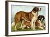 Rough Coated St. Bernards-Vero Shaw-Framed Art Print