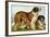 Rough Coated St. Bernards-Vero Shaw-Framed Art Print