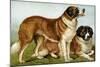 Rough Coated St. Bernards-Vero Shaw-Mounted Art Print