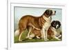 Rough Coated St. Bernards-Vero Shaw-Framed Premium Giclee Print