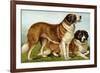 Rough Coated St. Bernards-Vero Shaw-Framed Premium Giclee Print