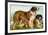 Rough Coated St. Bernards-Vero Shaw-Framed Premium Giclee Print