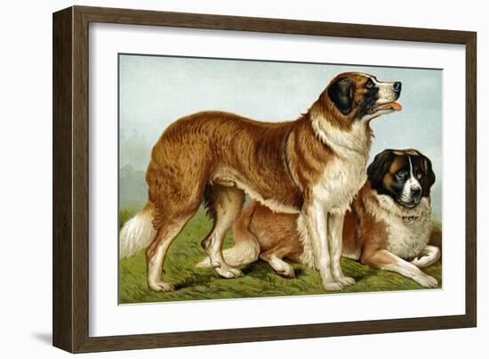 Rough Coated St. Bernards-Vero Shaw-Framed Art Print