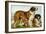 Rough Coated St. Bernards-Vero Shaw-Framed Art Print