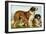 Rough Coated St. Bernards-Vero Shaw-Framed Art Print