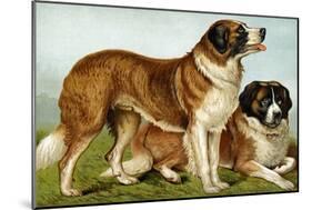 Rough Coated St. Bernards-Vero Shaw-Mounted Art Print