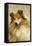 Rough Collie Dog Close-Up-null-Framed Stretched Canvas