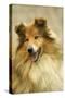 Rough Collie Dog Close-Up-null-Stretched Canvas