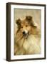 Rough Collie Dog Close-Up-null-Framed Photographic Print