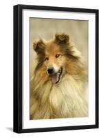 Rough Collie Dog Close-Up-null-Framed Photographic Print