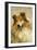 Rough Collie Dog Close-Up-null-Framed Photographic Print