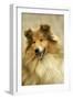 Rough Collie Dog Close-Up-null-Framed Photographic Print