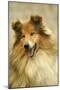 Rough Collie Dog Close-Up-null-Mounted Photographic Print