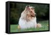 Rough Collie Dog Lying on Grass-null-Framed Stretched Canvas