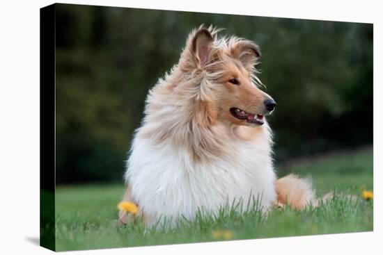 Rough Collie Dog Lying on Grass-null-Stretched Canvas