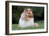 Rough Collie Dog Lying on Grass-null-Framed Photographic Print