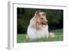 Rough Collie Dog Lying on Grass-null-Framed Photographic Print