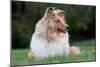 Rough Collie Dog Lying on Grass-null-Mounted Photographic Print