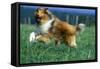 Rough Collie Dog Running-null-Framed Stretched Canvas