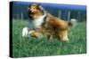 Rough Collie Dog Running-null-Stretched Canvas