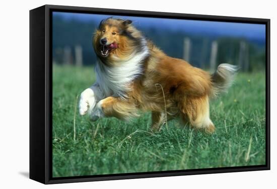 Rough Collie Dog Running-null-Framed Stretched Canvas