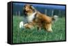 Rough Collie Dog Running-null-Framed Stretched Canvas