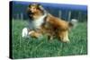 Rough Collie Dog Running-null-Stretched Canvas