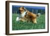 Rough Collie Dog Running-null-Framed Photographic Print